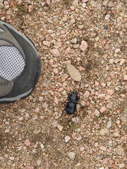 Pasimachus californicus