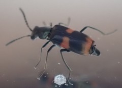 Anthocomus fasciatus