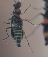 Anthocomus fasciatus