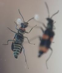 Anthocomus fasciatus