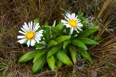 Celmisia spectabilis