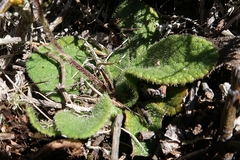Brachyglottis bellidioides