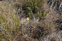 Brachyglottis bellidioides
