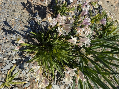 Freesia leichtlinii (Freesia leichtlinii)