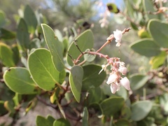 Arctostaphylos australis