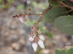 Arctostaphylos australis