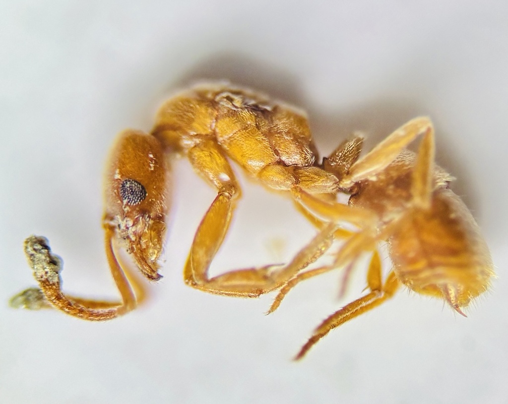 Crypt Ants in October 2025 by tako_ant · iNaturalist