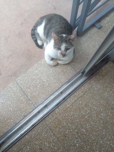 Domestic Cat