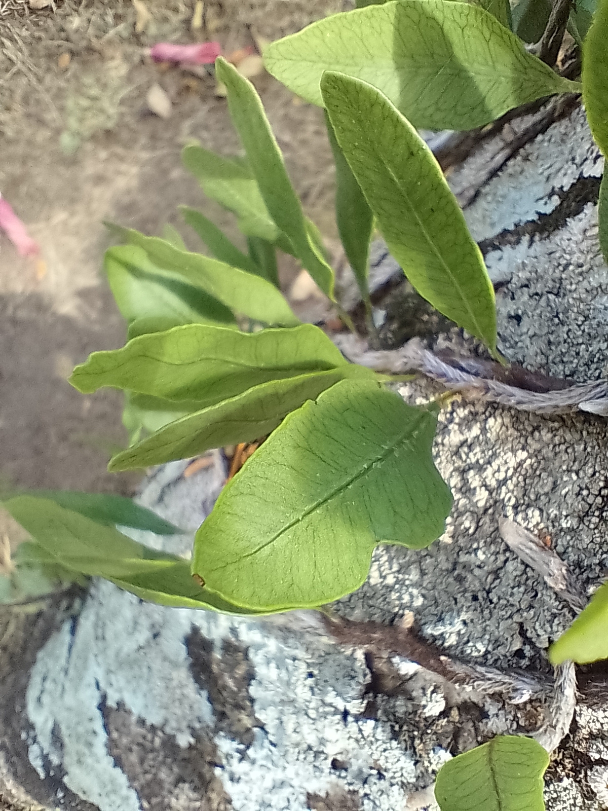 Microgramma squamulosa