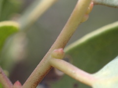 Arctostaphylos australis