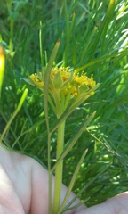 Lomatium utriculatum