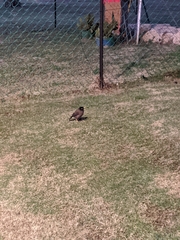 Acridotheres tristis
