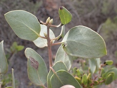 Arctostaphylos australis