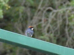 Hirundo smithii smithii