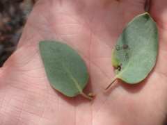Arctostaphylos australis
