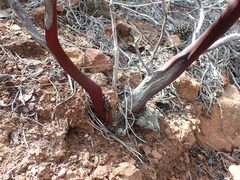 Arctostaphylos australis