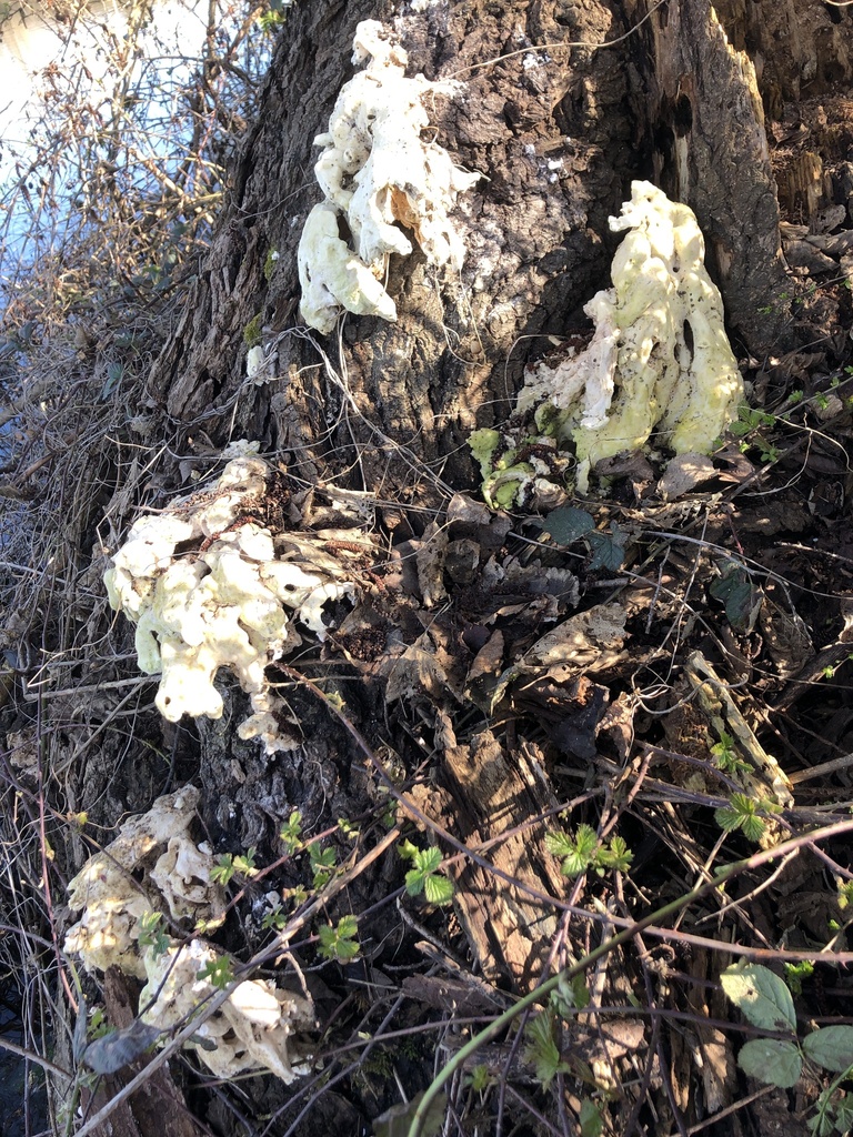 Laetiporus sulphureus · March 2026 · photo: © gerardbertrand (iNaturalist, cc-by)