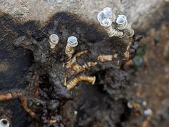 Ficopomatus enigmaticus