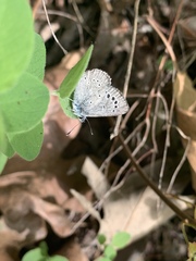 Glaucopsyche lygdamus australis