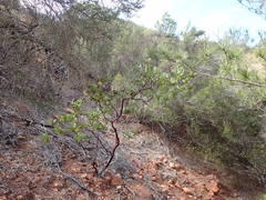 Arctostaphylos australis