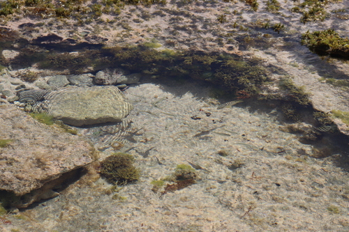 Lutjanus apodus