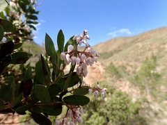 Arctostaphylos australis