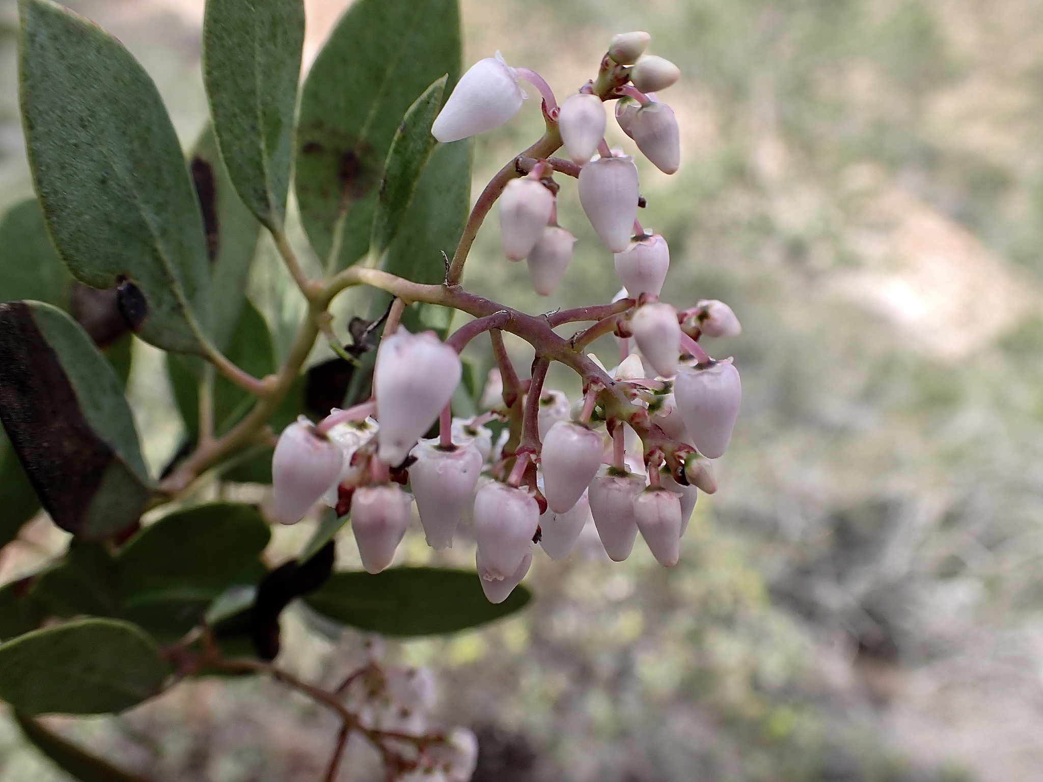 Arctostaphylos australis