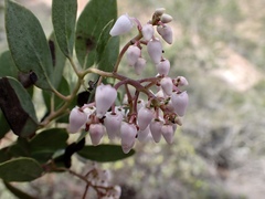 Arctostaphylos australis