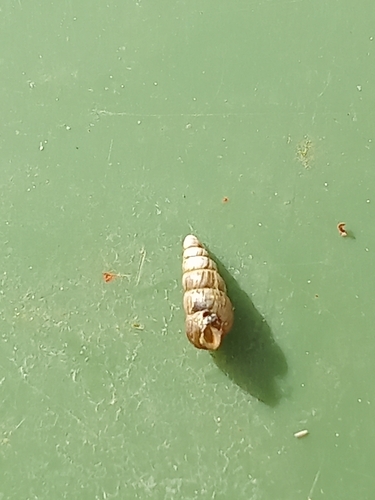 Balea heydeni
