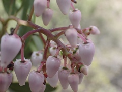 Arctostaphylos australis