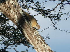 Paraxerus cepapi chobiensis