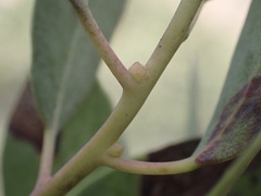 Arctostaphylos australis