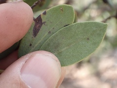 Arctostaphylos australis