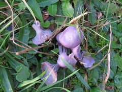 Hygrocybe reesiae