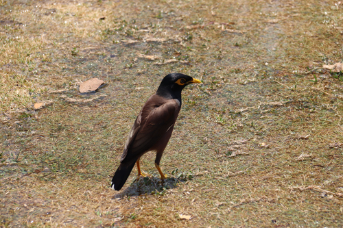 Common Myna