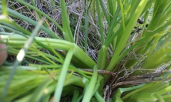 Lomatium utriculatum