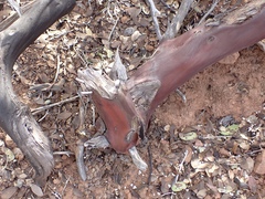 Arctostaphylos australis