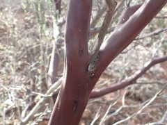 Arctostaphylos australis
