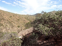 Arctostaphylos australis