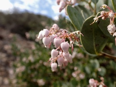 Arctostaphylos australis
