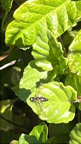 Unknown species found near Perimeter Rd, Aptos, CA, US