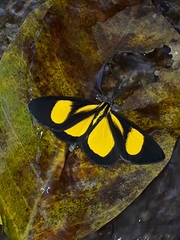 Smicropus intercepta