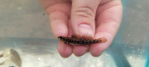 Carolina darter (Etheostoma collis) — Percidae — 2