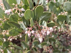 Arctostaphylos australis