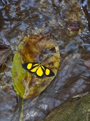 Smicropus intercepta