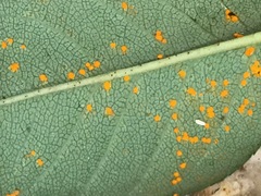 Phragmidium tuberculatum