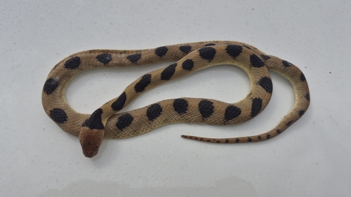 Karoo Tiger Snake