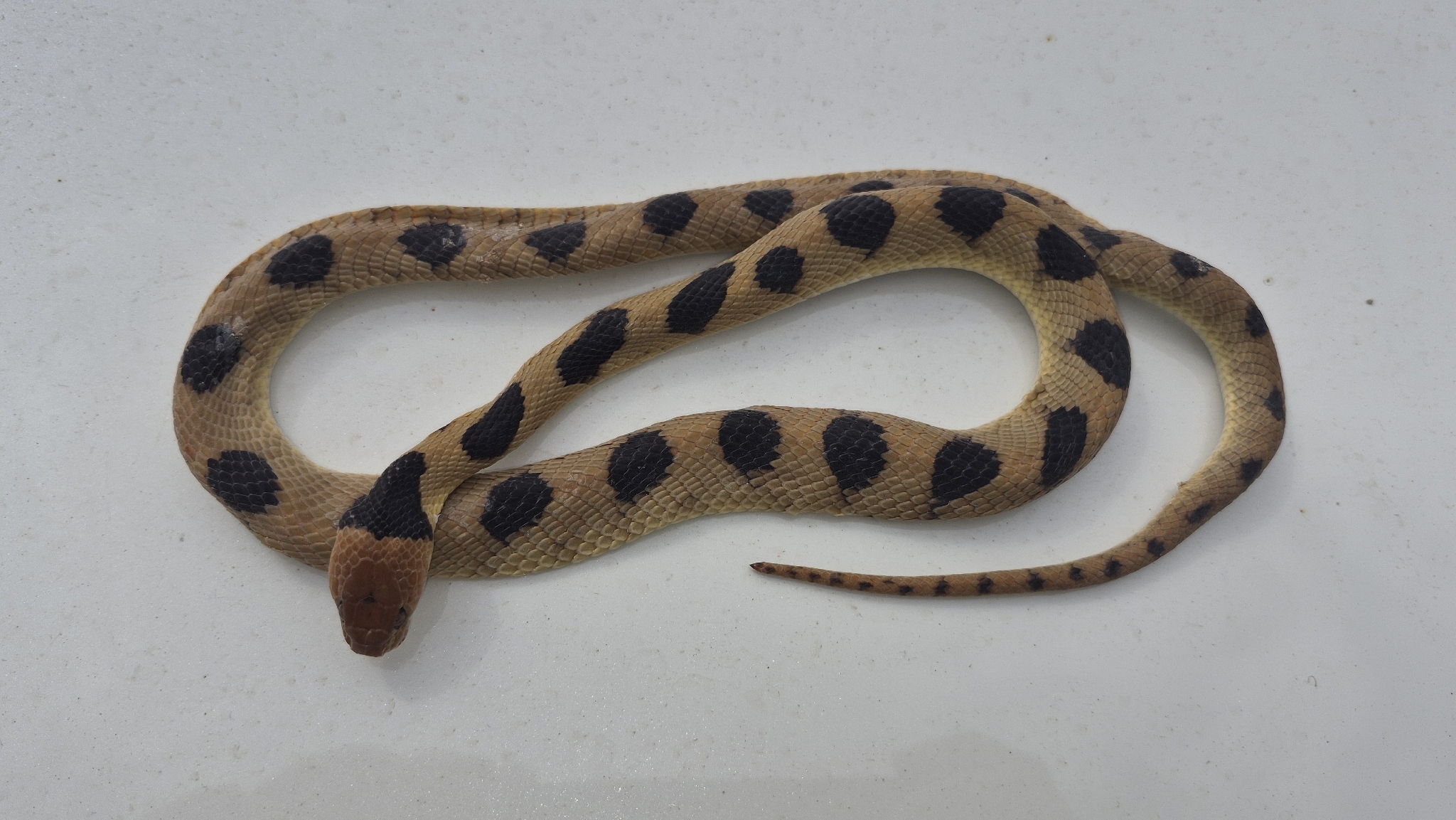 Telescopus crocheti
