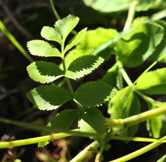 Gingidia montana