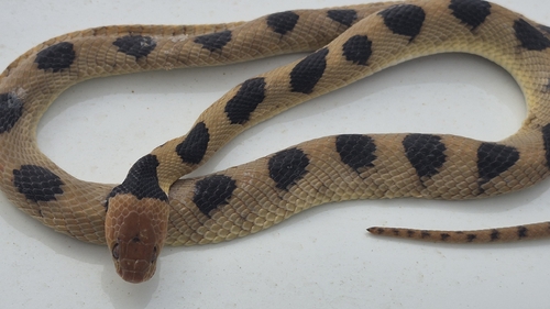 Karoo Tiger Snake